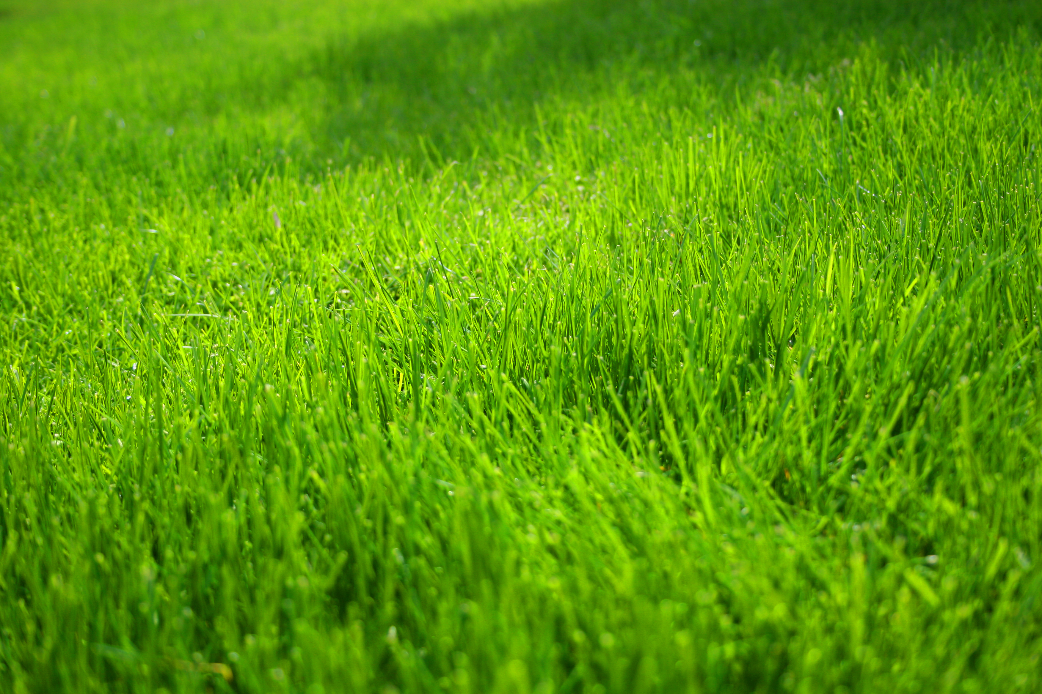 Grass Images FREE WALLPAPER